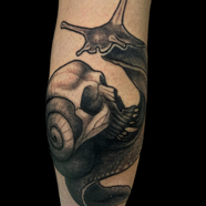Giles-snail_skull.jpg