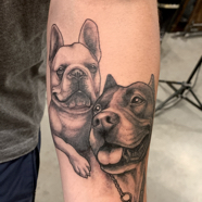 dog_portraits-pit_bull_french_bulldog.JPG