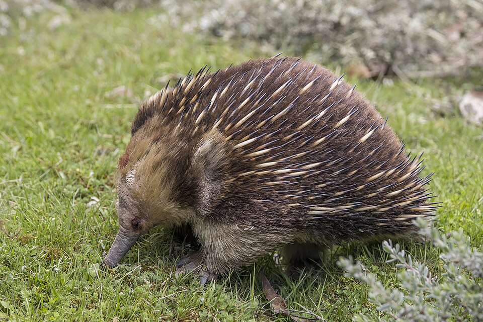 File:Short-beaked echidna (Tachyglossus aculeatus setosus) Scottsdale.jpg